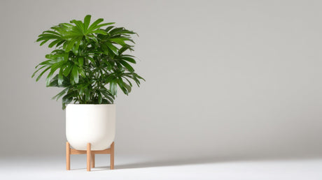 Healthy plant in a well-drained planter