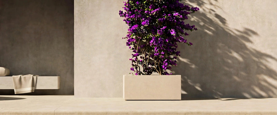Cosapots low rectangular fiberglass trough planter in a sand stone finish, planted with bougainvillea against a sunlit plaster wall