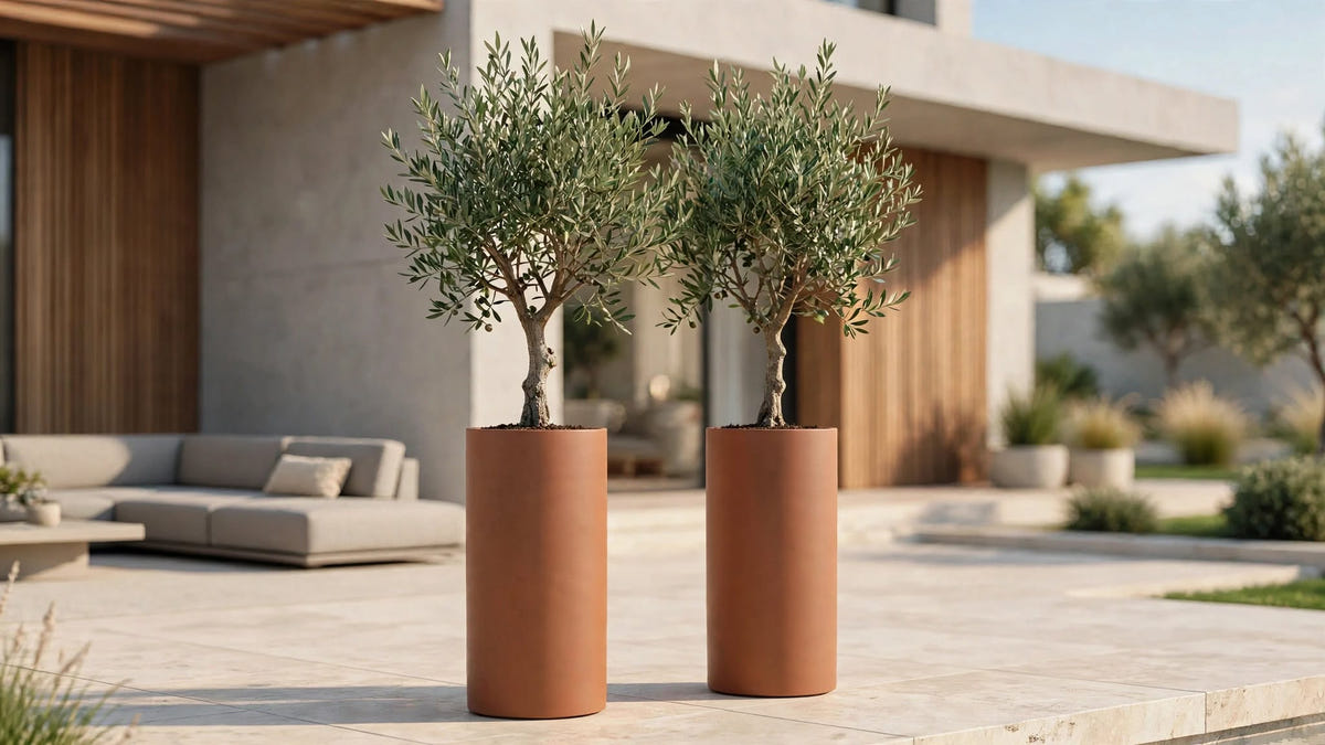 Two tall terracotta cylinder planters with olive trees on a travertine terrace beside a modern house