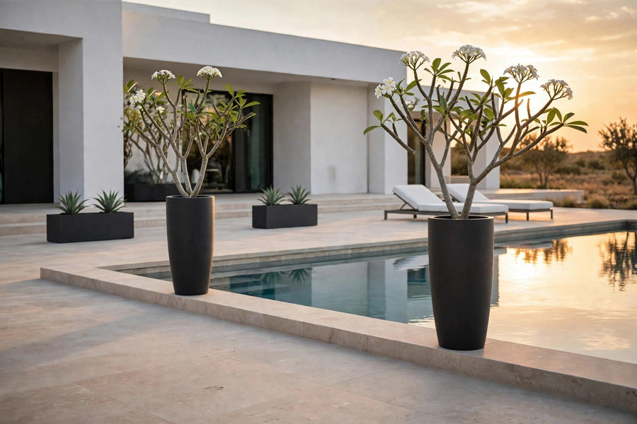 Tall matte charcoal fiberglass planters with flowering frangipani flanking a pool, with low rectangular fiberglass troughs on a limestone terrace at sunset