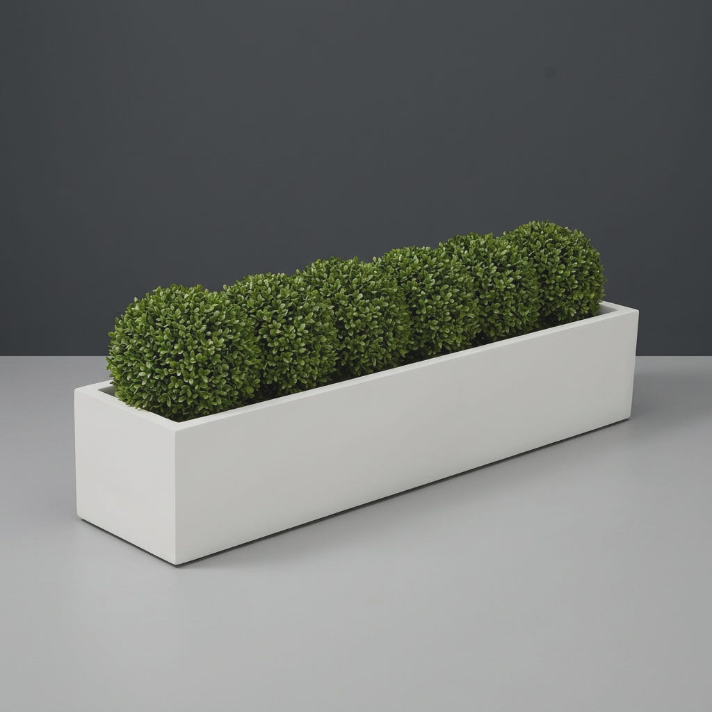 Cuba Low Rectangular fiberglass planter in Matte Bright White, planted with row of clipped boxwood balls, studio