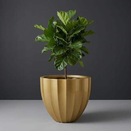 Santa Barbara Fluted Round fiberglass planter in Gloss Metallic Gold, planted with fiddle-leaf fig, studio