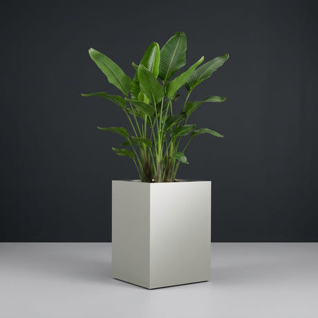 Brisbane Corner fiberglass planter in Metallic Silver, planted with bird of paradise, studio