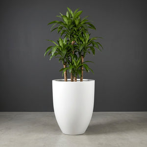 For trees
