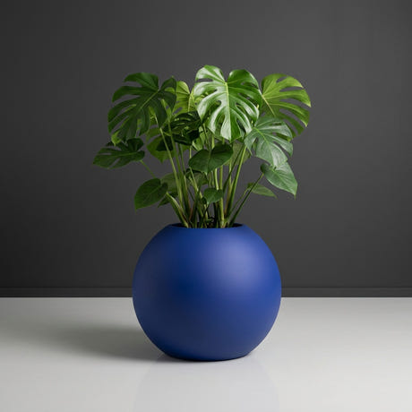 Globe fiberglass planter in Matte Cobalt Blue, planted with monstera with large glossy split leaves on upright stalks, studio