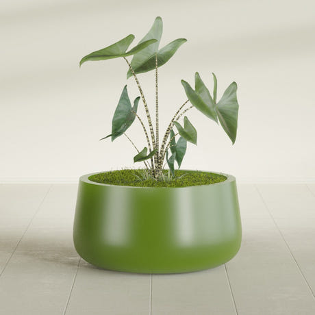 Short Hayden Bowl fiberglass planter in Satin Green, planted, in a sunlit interior