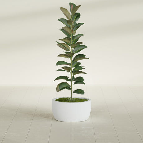 Casablanca Bowl fiberglass planter in Gloss Bright White, shown planted, in a sunlit interior