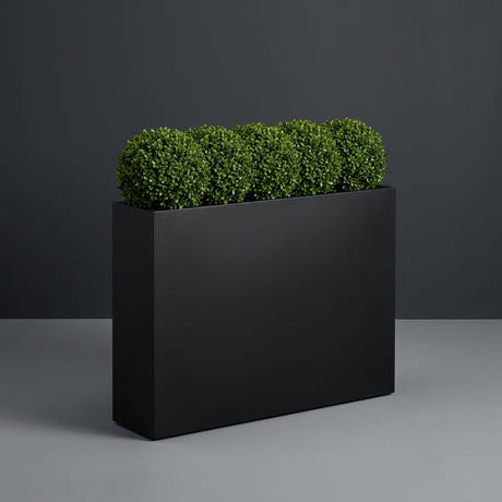 Amesbury Narrow Rectangular fiberglass planter in Matte Black, planted with row of clipped boxwood balls, studio