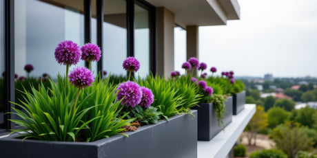 Black fiberglass trough planters with allium on a modern balcony