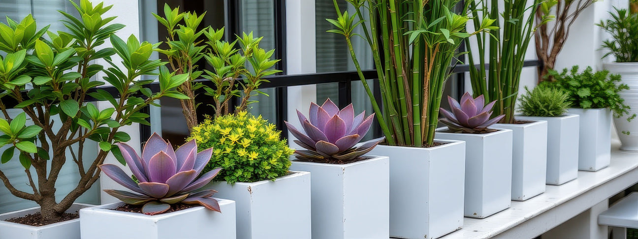 Modern square planters with structural succulents and bamboo