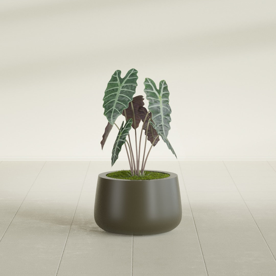 Short Hayden Bowl fiberglass planter in Matte Bronze, shown planted, in a sunlit interior