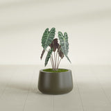 Short Hayden Bowl fiberglass planter in Matte Bronze, shown planted, in a sunlit interior