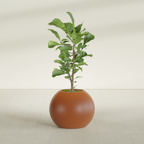 Globe fiberglass planter in Matte Terra Cotta, shown planted, in a sunlit interior