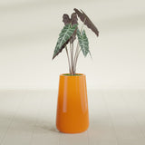 Saigon Tapered Round fiberglass planter in Gloss Tangerine, shown planted, in a sunlit interior