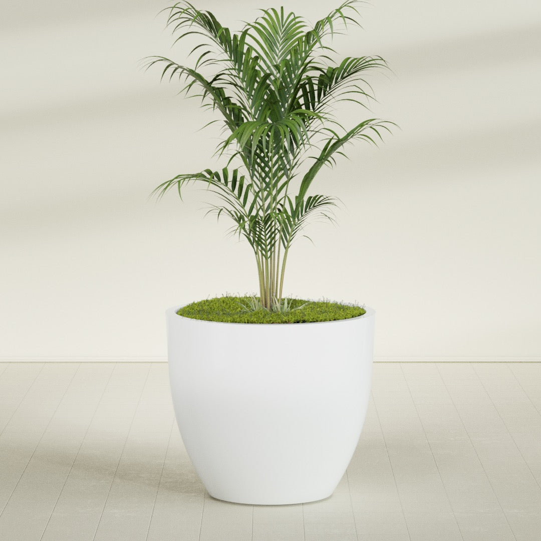 Wannsee Round fiberglass planter in Matte Bright White, shown planted, in a sunlit interior