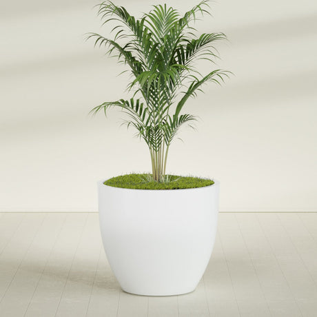 Wannsee Round fiberglass planter in Matte Bright White, shown planted, in a sunlit interior