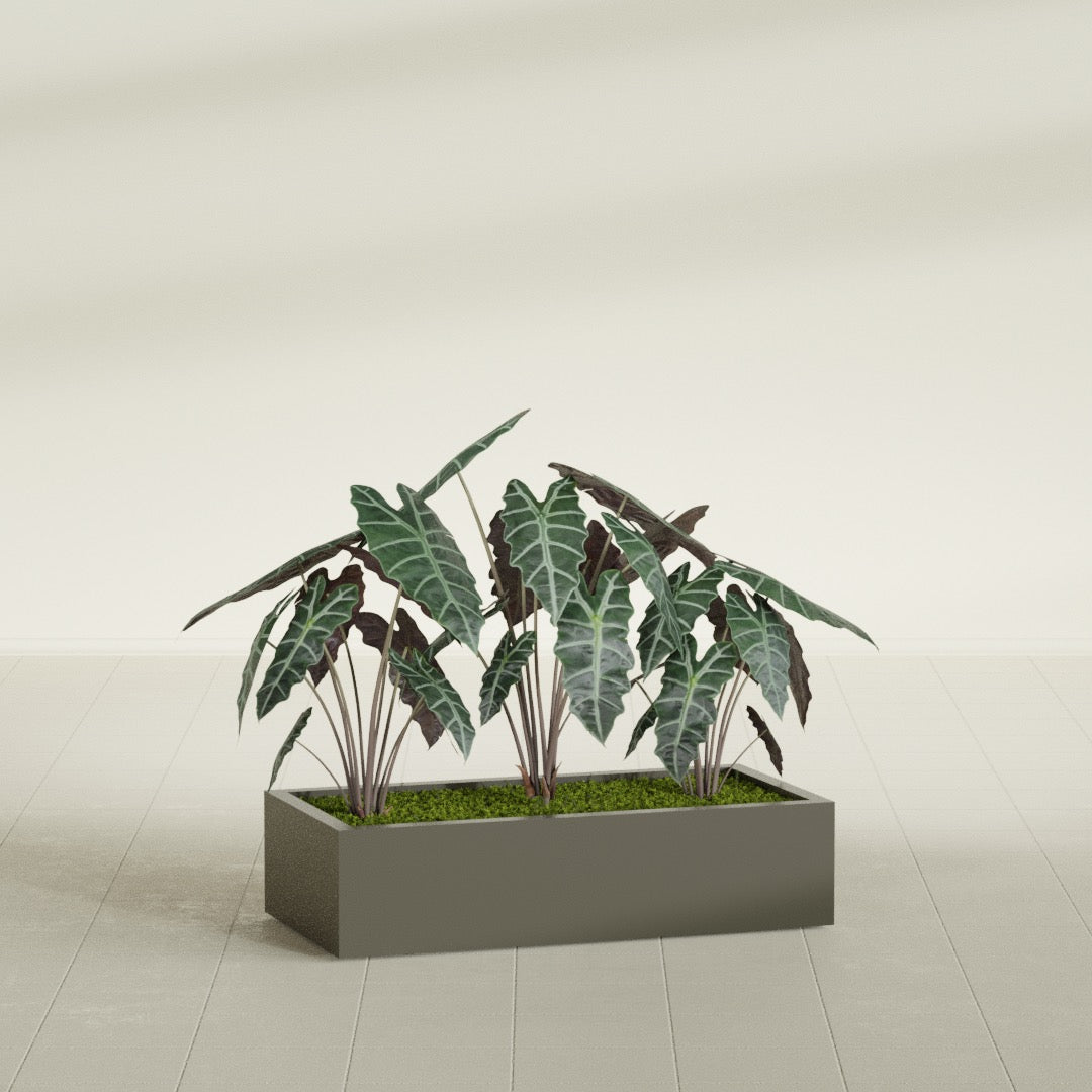 Antwerp Rectangular fiberglass planter in Matte Bronze, shown planted, in a sunlit interior