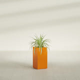 Hollywood Narrow Rectangular fiberglass planter in Gloss Tangerine, shown planted, in a sunlit interior