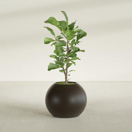 Globe fiberglass planter in Matte Dark Brown, shown planted, in a sunlit interior