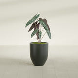 Valencia Tapered Round fiberglass planter in Matte Charcoal, shown planted, in a sunlit interior