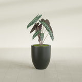 Valencia Tapered Round fiberglass planter in Matte Charcoal, shown planted, in a sunlit interior