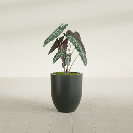 Valencia Tapered Round fiberglass planter in Matte Charcoal, shown planted, in a sunlit interior