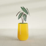 Hayden Urn fiberglass planter in Gloss Saffron, shown planted, in a sunlit interior