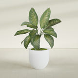 Alzira Bowl fiberglass planter in Gloss Bright White, shown planted, in a sunlit interior