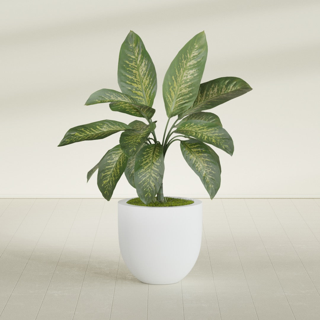 Alzira Bowl fiberglass planter in Gloss Bright White, shown planted, in a sunlit interior