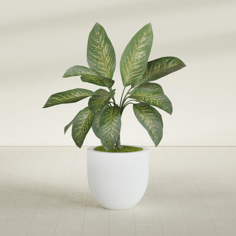 Alzira Bowl fiberglass planter in Gloss Bright White, shown planted, in a sunlit interior