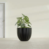 Santa Barbara Fluted Round fiberglass planter in Matte Black, shown planted, in a sunlit interior