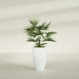 Brannan Tapered Round fiberglass planter in Matte Bright White, shown planted, in a sunlit interior