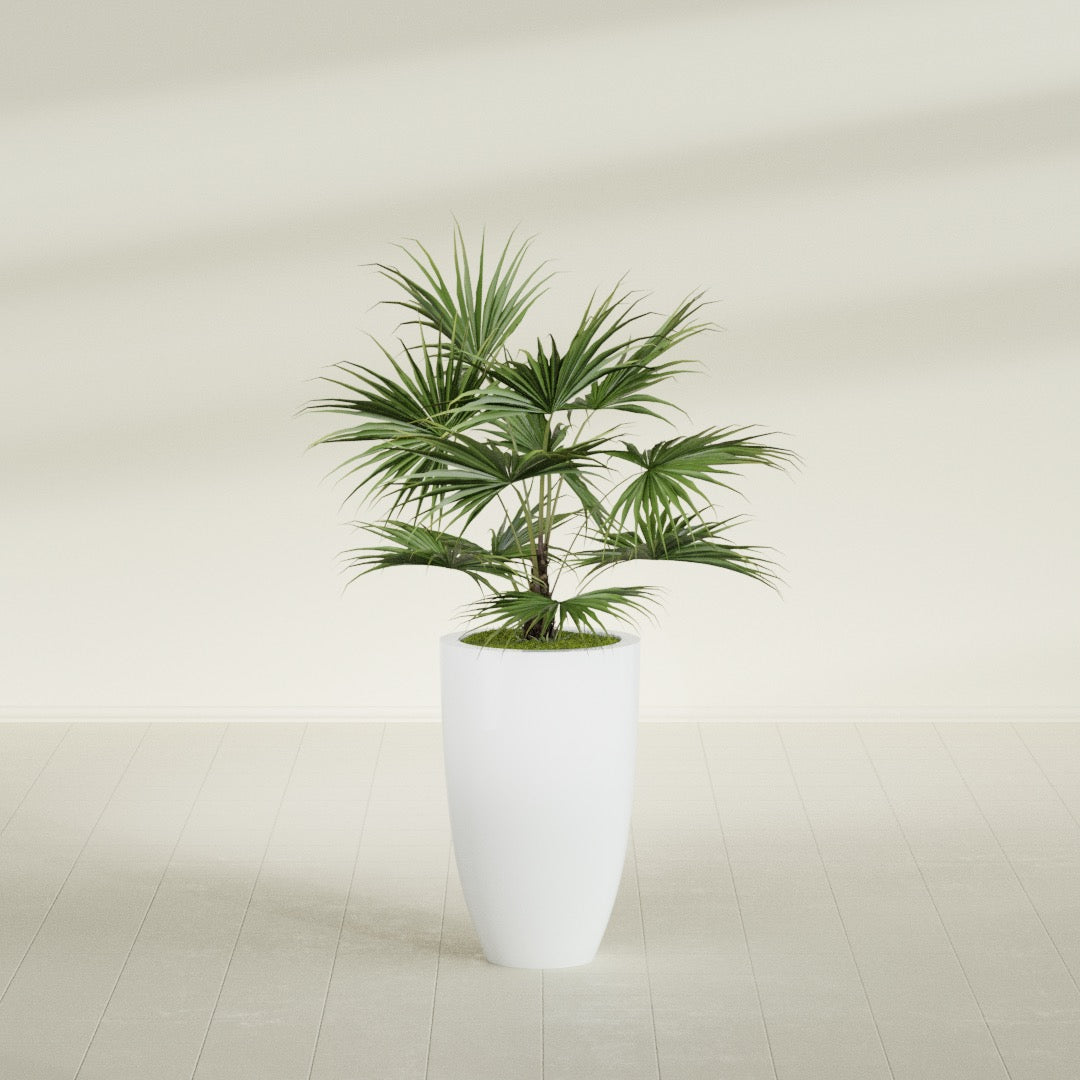 Brannan Tapered Round fiberglass planter in Matte Bright White, shown planted, in a sunlit interior
