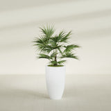 Brannan Tapered Round fiberglass planter in Matte Bright White, shown planted, in a sunlit interior