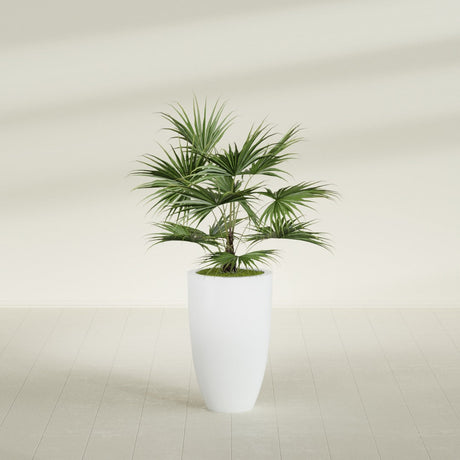 Brannan Tapered Round fiberglass planter in Matte Bright White, shown planted, in a sunlit interior