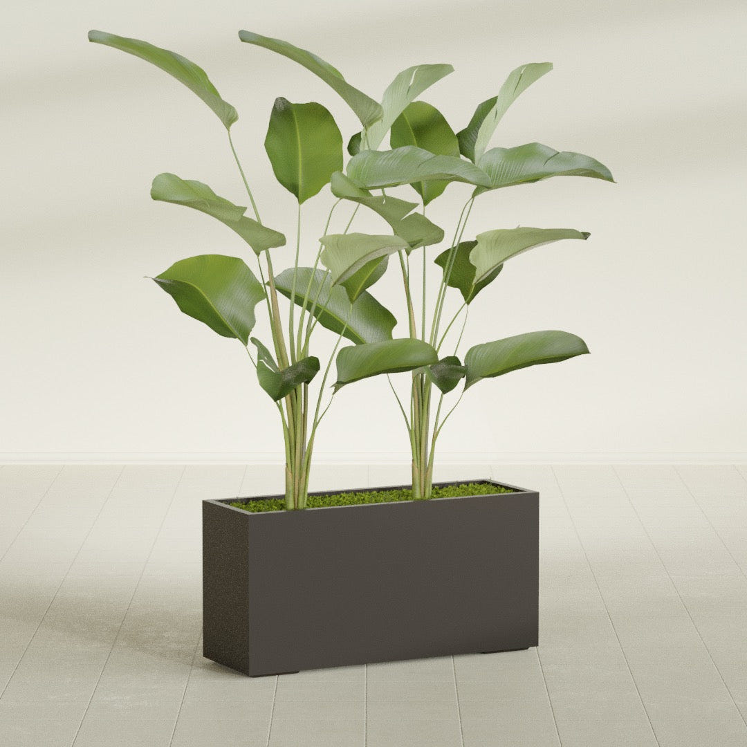 Tolga Rectangular fiberglass planter in Matte Dark Brown, shown planted, in a sunlit interior