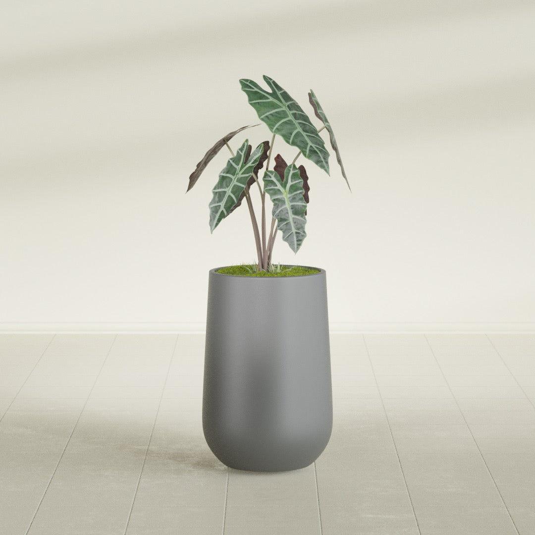 Hayden Urn fiberglass planter in Matte Gunmetal, shown planted, in a sunlit interior