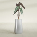 Saigon Tapered Round fiberglass planter in Metallic Silver, shown planted, in a sunlit interior