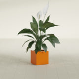 Montroy Cube fiberglass planter in Gloss Tangerine, shown planted, in a sunlit interior