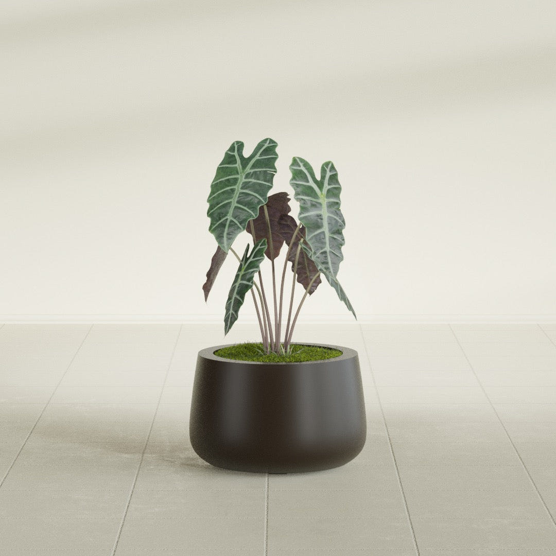 Short Hayden Bowl fiberglass planter in Matte Dark Brown, shown planted, in a sunlit interior
