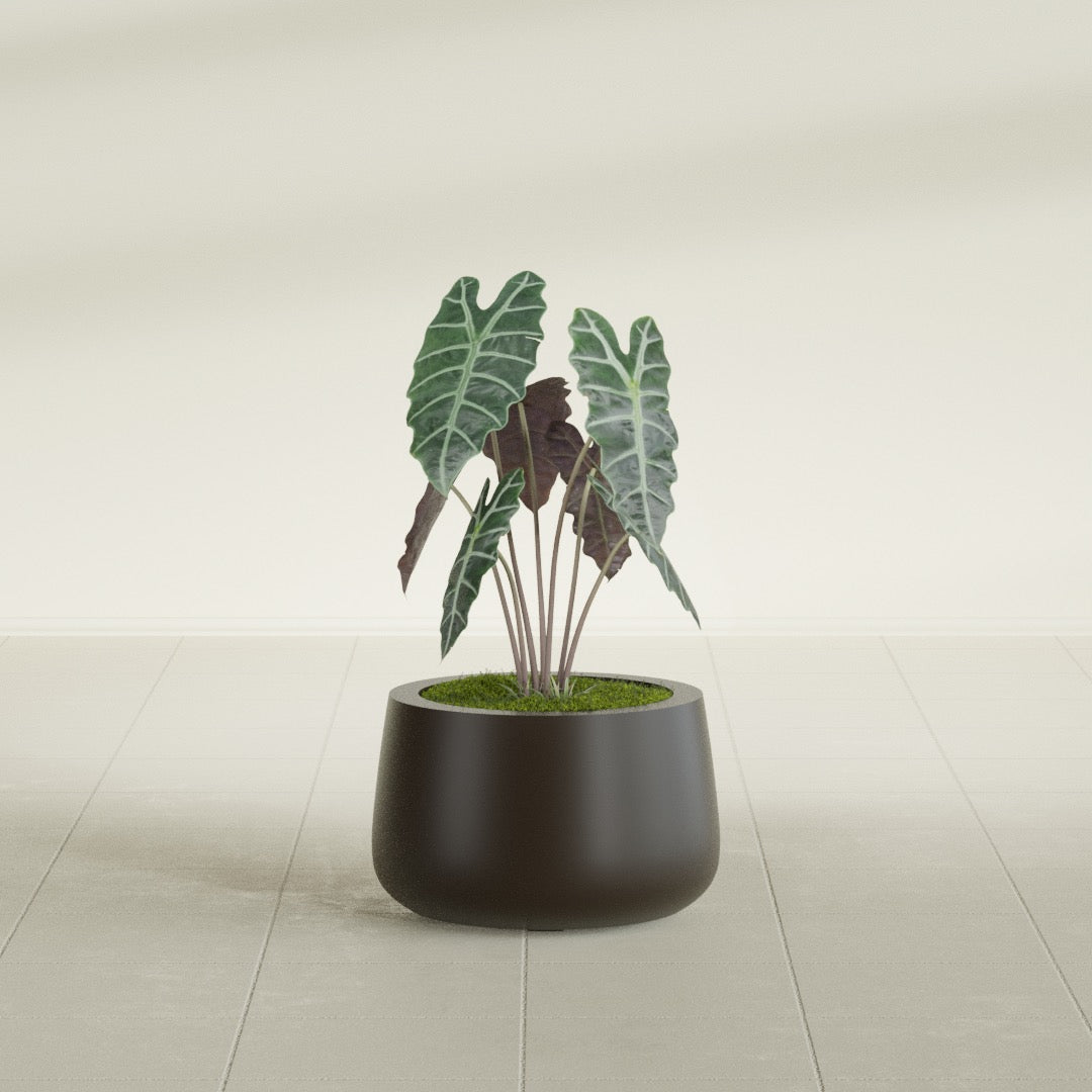 Short Hayden Bowl fiberglass planter in Matte Dark Brown, shown planted, in a sunlit interior