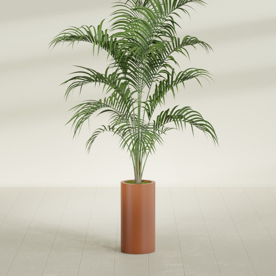 Corry Cylinder fiberglass planter in Matte Terra Cotta, shown planted, in a sunlit interior