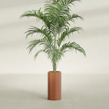 Corry Cylinder fiberglass planter in Matte Terra Cotta, shown planted, in a sunlit interior