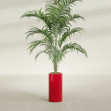 Corry Cylinder fiberglass planter in Gloss Red, shown planted, in a sunlit interior