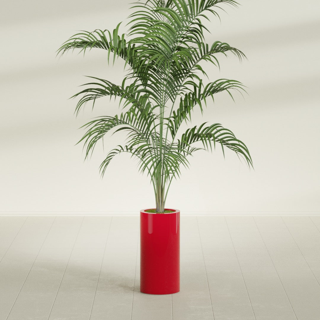 Corry Cylinder fiberglass planter in Gloss Red, shown planted, in a sunlit interior