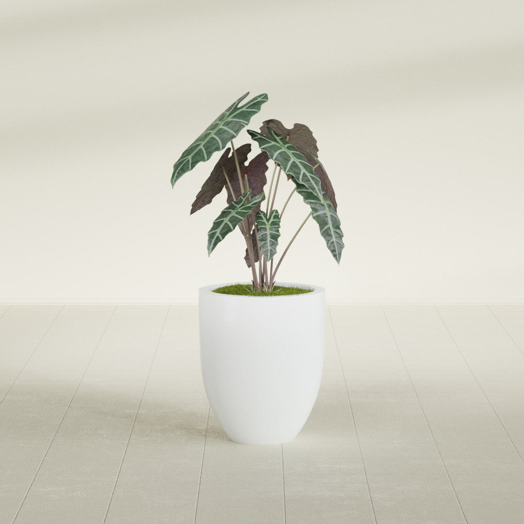 Valencia Tapered Round fiberglass planter in Matte Bright White, shown planted, in a sunlit interior