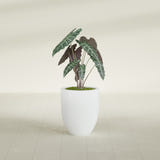 Valencia Tapered Round fiberglass planter in Matte Bright White, shown planted, in a sunlit interior