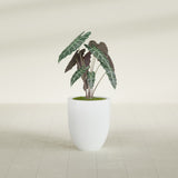 Valencia Tapered Round fiberglass planter in Matte Bright White, shown planted, in a sunlit interior