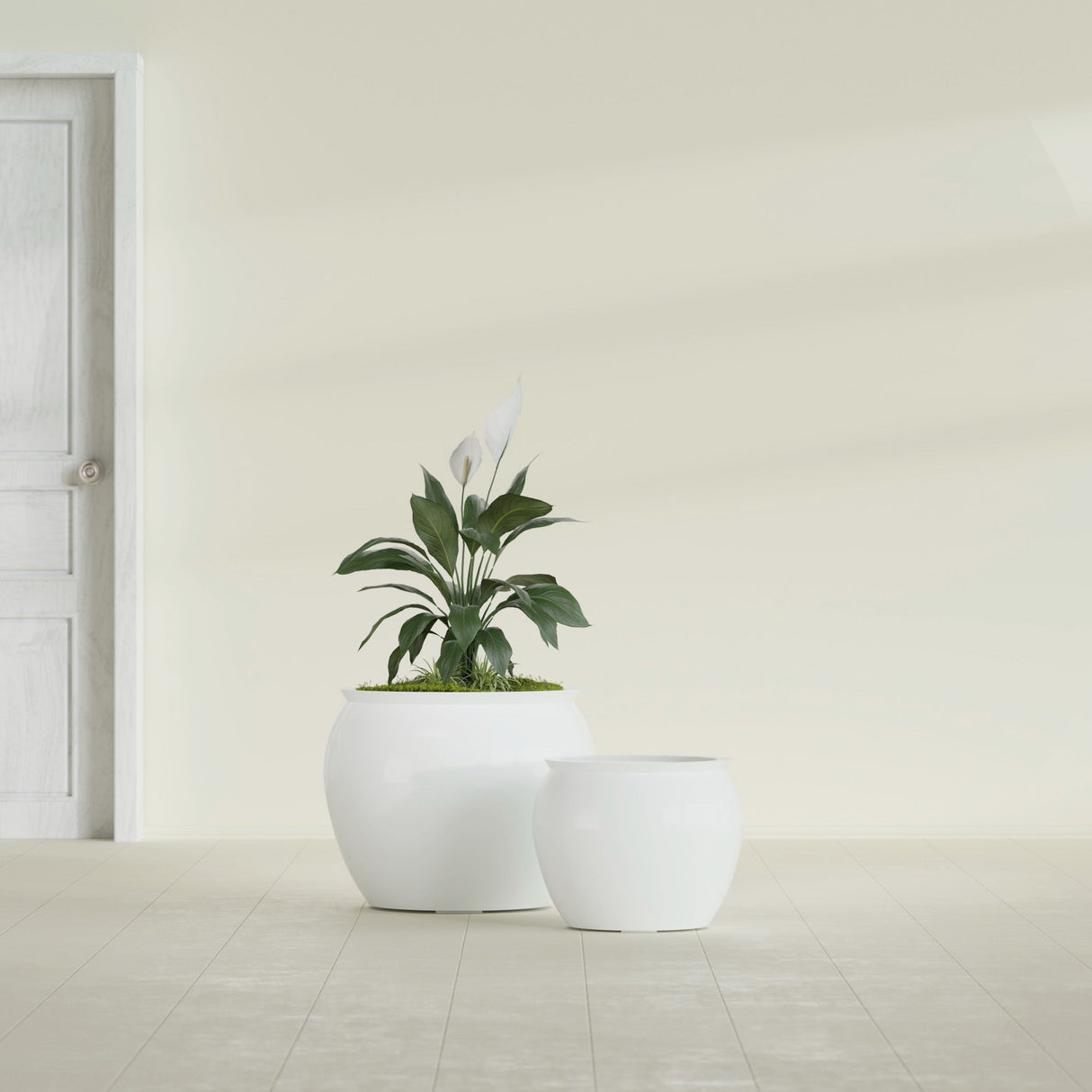 Shanghai Fishbowl fiberglass planter in Gloss Bright White, size range, in a sunlit interior