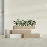 Salon Box fiberglass planter in Gloss Metallic Gold, size range, in a sunlit interior